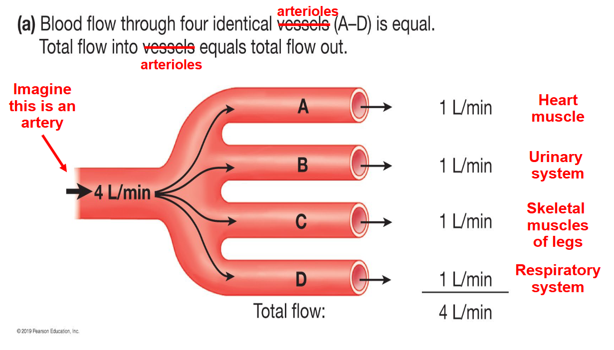 <p>Blood distribution through arterioles</p>