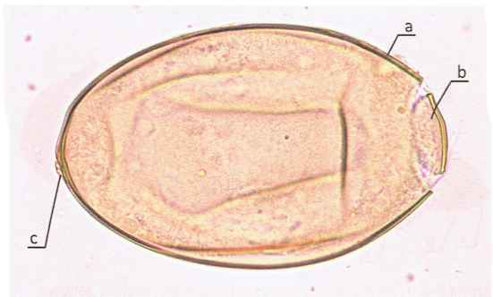 term image