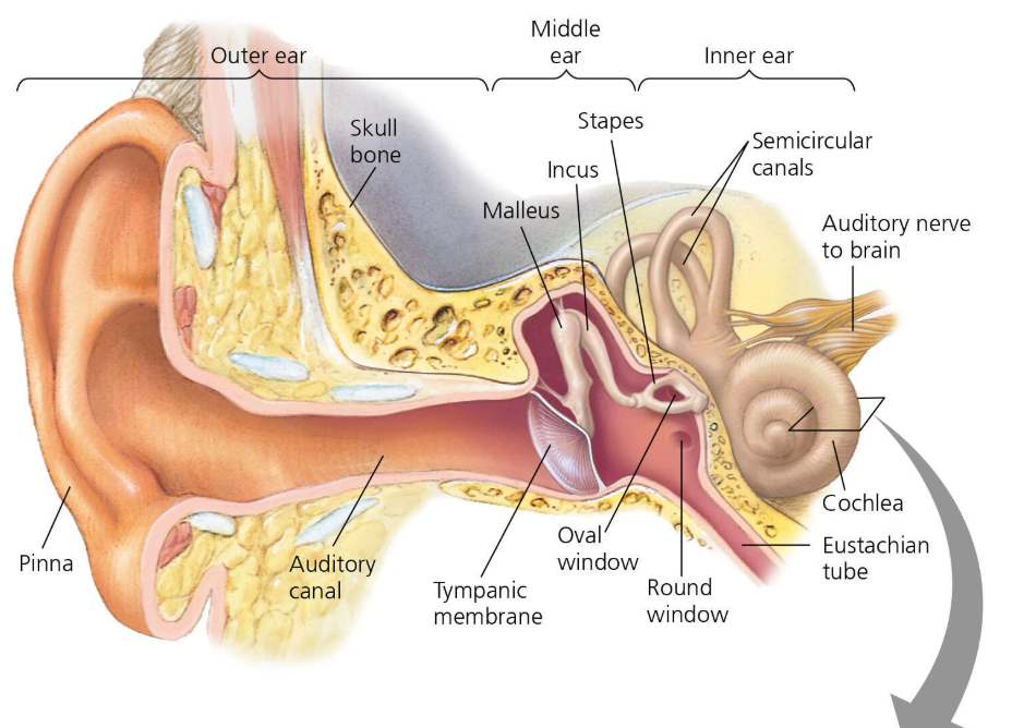 <p>dampens waves. located in inner ear</p>