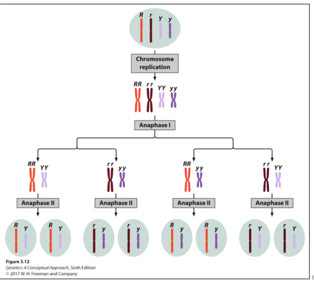 <p>Homologous pairs of chromosomes orient randomly at metaphase 1 of meiosis.</p><p>Each pair of chromosomes sorts maternal and paternal homologs (#’s of homologous pairs) into daughter cells independently of the other pairs.</p>