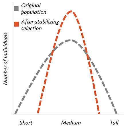 <p>stabilizing selection </p>