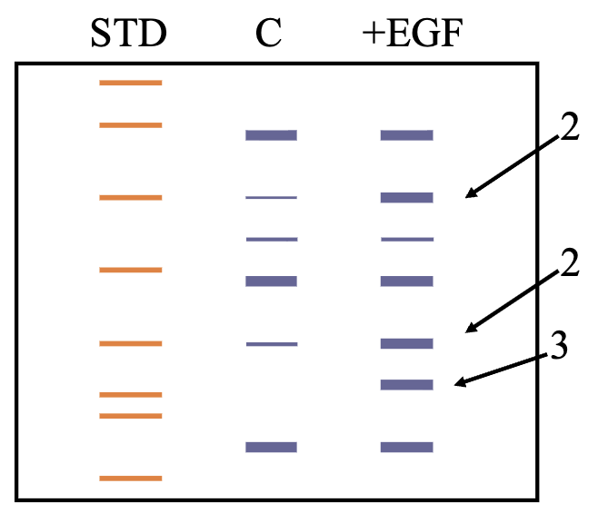 <ul><li><p><span style="color: rgb(255, 255, 255);">EGF stimulation should result in the tyrosine phosphorylation of several proteins<br>• EGFR activates other kinases<br>• These kinases activate other kinases<br>• Kinase cascade</span></p></li><li><p><span style="color: rgb(255, 255, 255);">Shows that the pathway has been activated</span></p></li><li><p><span style="color: rgb(255, 255, 255);">What We Expect to See:</span></p><ul><li><p><span style="color: rgb(255, 255, 255);">Controls compared to EGF Treated:<br>1. More bands<br>2. Some heavier stained<br>3. Some bands in the EGF treated but not in the control</span></p></li></ul></li></ul><p></p>