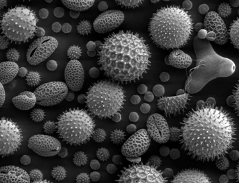 <p>What is sporopollenin?</p>