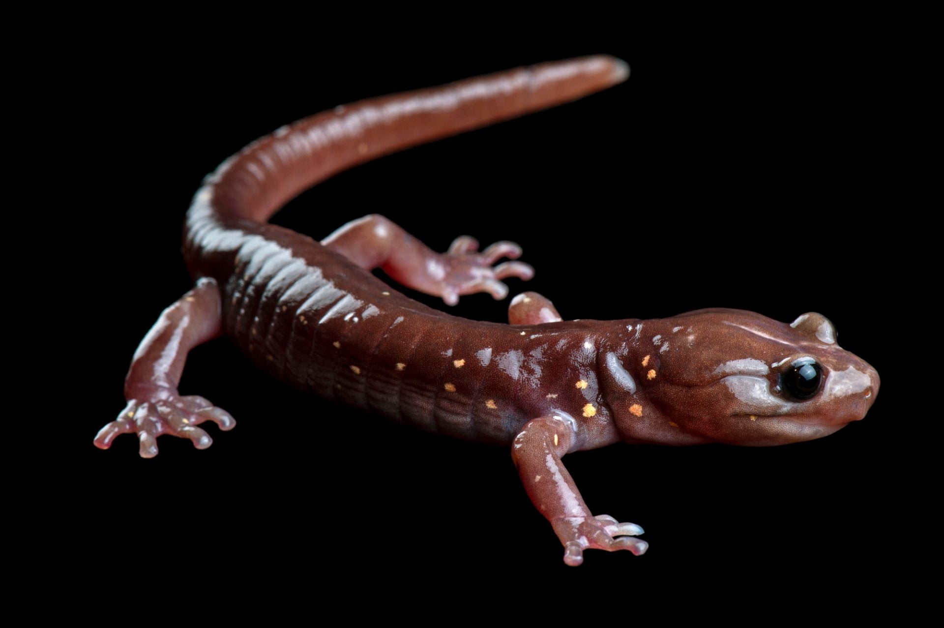 <p>Plethodontidae<br>Aneides lugubris<br>Arboreal Salamander</p>