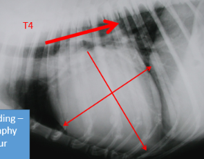 <ul><li><p>Sedation</p></li><li><p>DV + right lateral</p></li><li><p>Look for cardiac size —> tracheal elevation, cd. vena cava direction, bulges?</p></li><li><p>Pulmonary veins —> enlarged</p></li><li><p>Lung infiltrate —> interstitial / alveolar</p></li><li><p>Veins ventral & central</p></li></ul><img src="https://assets.knowt.com/user-attachments/e6879f65-f658-4bc9-80cb-205baf665b51.png" data-width="50%" data-align="center" style="display: block; width: 50%; margin-left: auto; margin-right: auto;"><p></p>