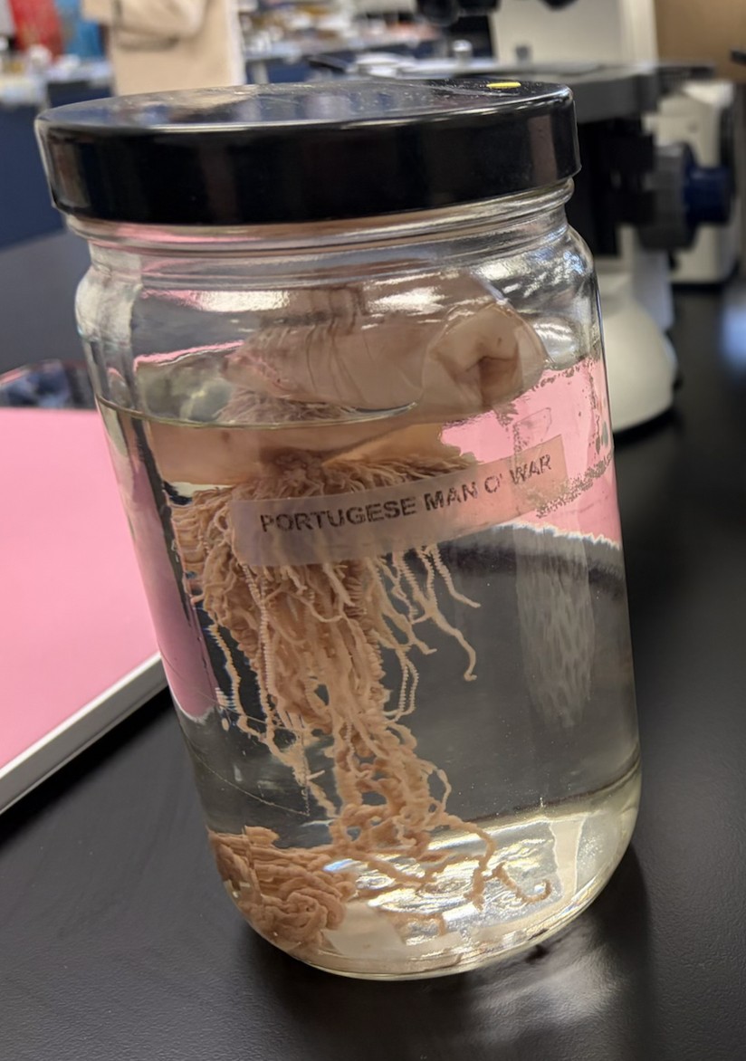 <p>What is this Portugese Man of War?</p>