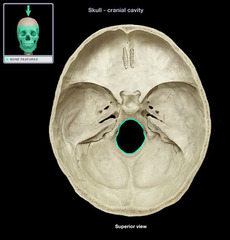 <p>exit for spinal accessory nerve and vertebral artery</p>