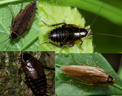 <p>ŘÁD- česky, latinsky</p><p>Podřád- /</p><p>Infrařád- /</p><p>Čeleď- /</p><p>Rod- /</p><p>Druh- česky</p><p>(v lesích, světlé zbarvení štítu, končetiny tmavé,)</p>