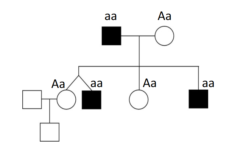 <p>How can the same pedigree be explained by autosomal recessive inheritance?</p>