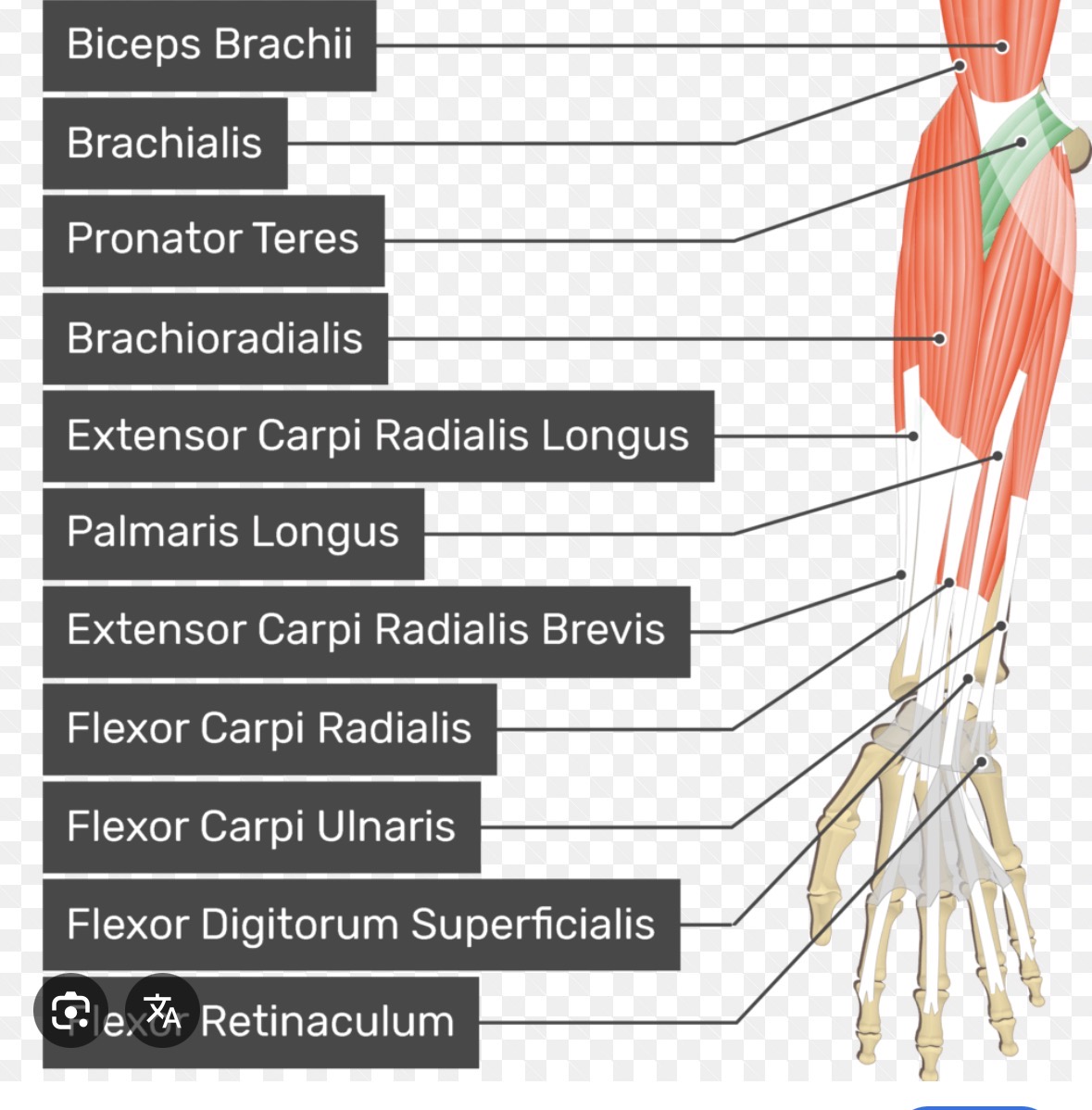 <p>Pronator teres</p>