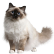 <p>welk type kat is dit</p>