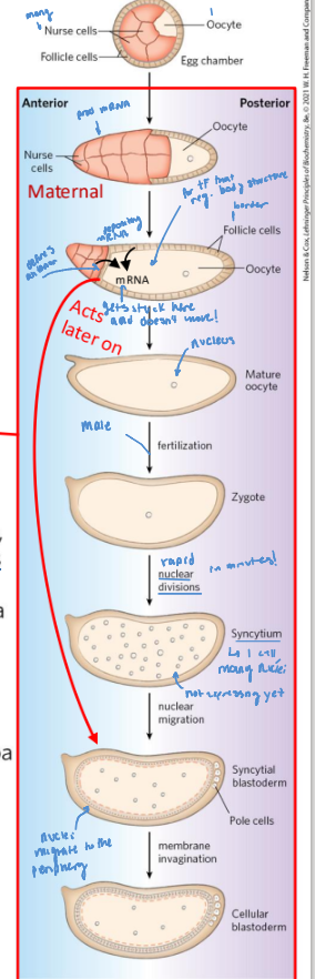 <ul><li><p>1 oocyte with many nurse cells </p></li><li><p>oocyte exbands, retrackting the nurse cells as follicle cells develop</p></li><li><p>mature oocyte can be fertilized (becomes a zygote)</p></li><li><p>rapid nuclear division in 1 cell</p></li><li><p>membrane begins to invaginate</p><ul><li><p>forms a cellular blastoderm </p></li></ul></li></ul><p></p>