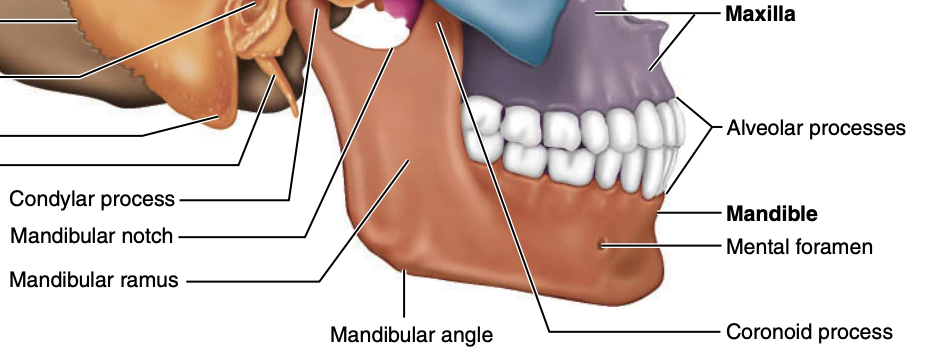 <p><strong>Axial Skeleton – Skull</strong></p><p>What are the two types of cranial bones?</p>