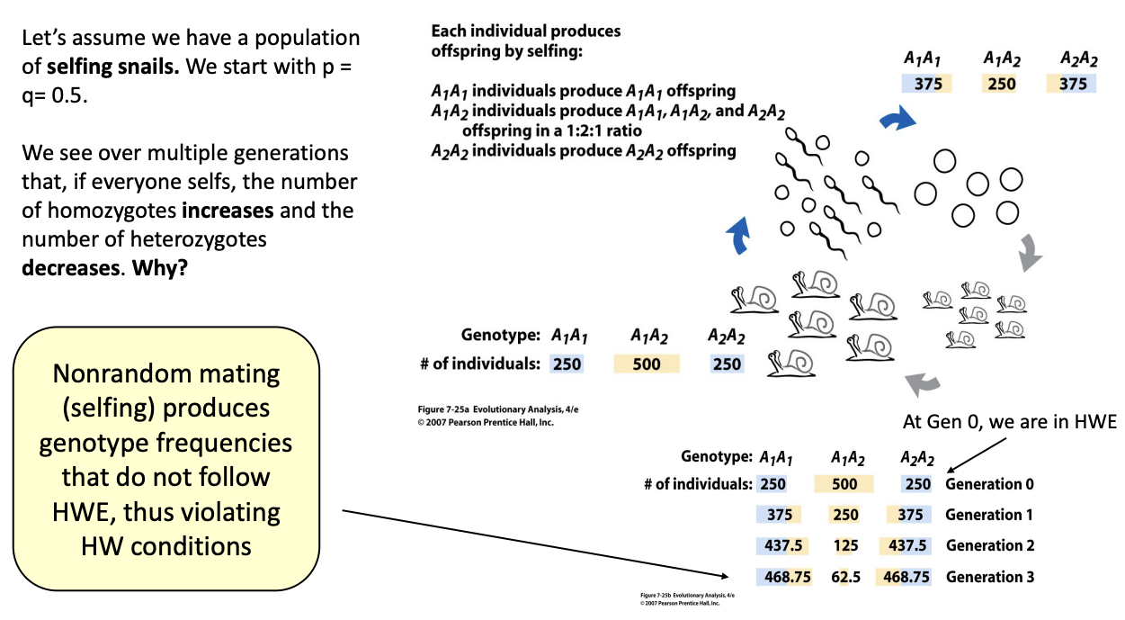 <p><strong>Why does selfing increase homozygotes and decrease heterozygotes?</strong><br>Because heterozygous individuals (Aa) produce only 50% heterozygous offspring when selfing, while homozygous individuals produce only homozygous offspring. Over generations, heterozygosity declines and homozygosity increases.</p>