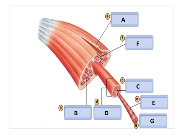 <p>muscle fascicle </p>