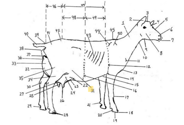 knowt flashcard image