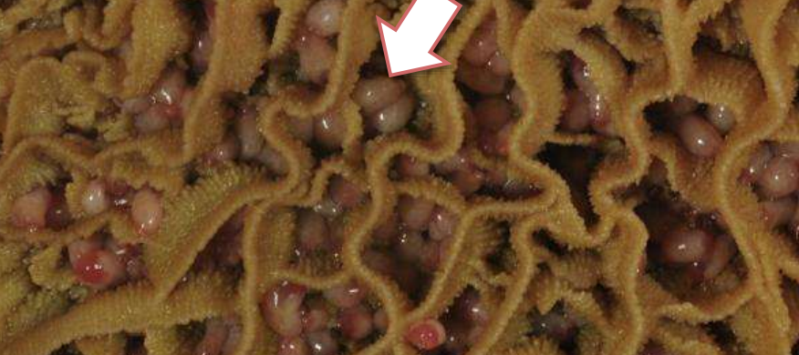 <p>přežvýkavci</p>