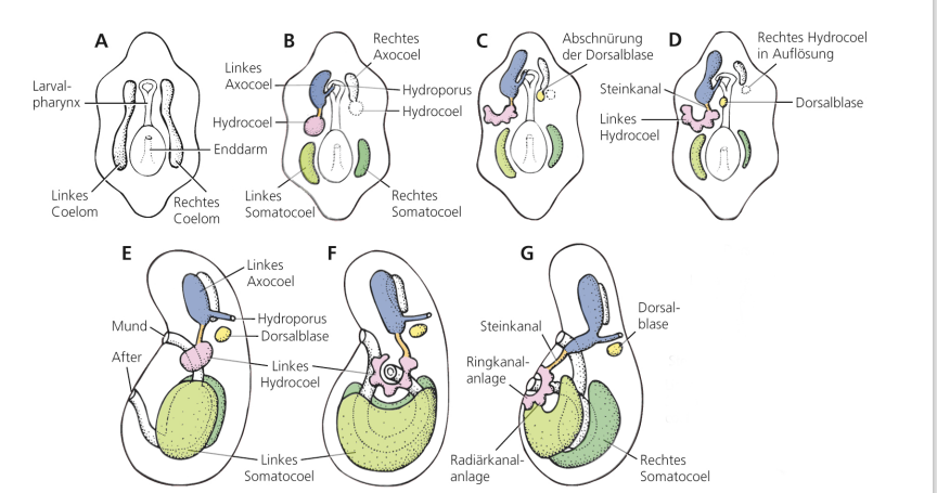 <p><span>Larve: bilateral symmetrisch</span><br><span>Adultes Tier: sekundär pentaradial symmetrisch</span><br><span>Daher: Echinodermata gehören zu den Bilateria.</span></p>