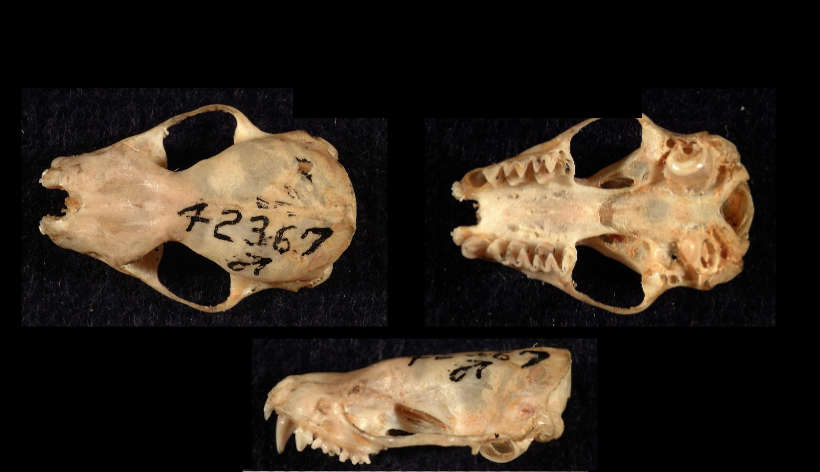 <p>What is the name and taxonomy of the species?</p>