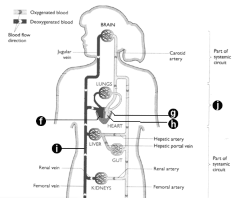 <p>F represents… - Animals </p>