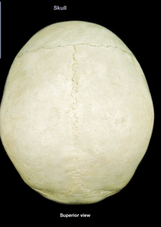 <p>Occipital</p>