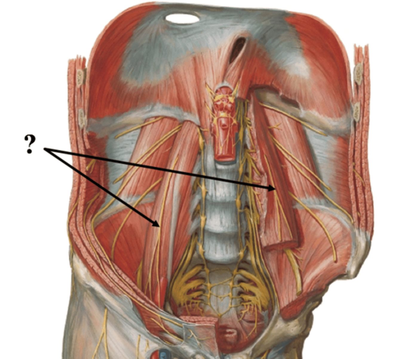 <p>the genitofemoral nerve (L1 – L2) of the lumbar plexus pierces what muscle and runs inferiorly on its anterior surface?</p>