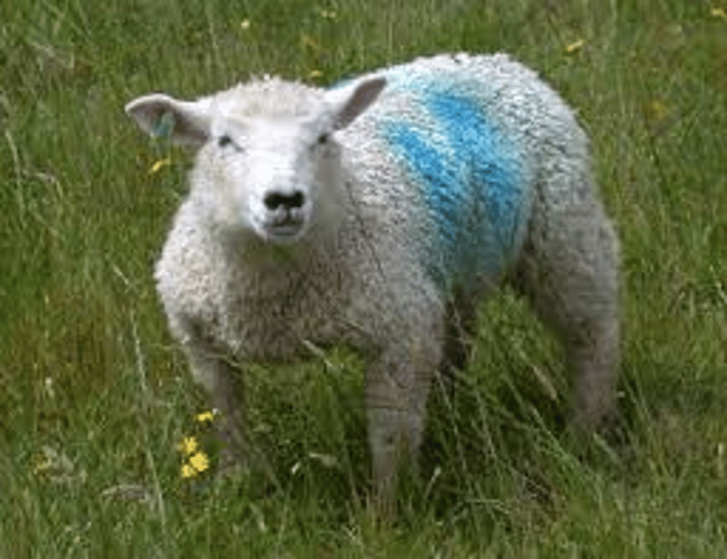 <p>Breed affected: Rambouillet, Booroola-Merino </p><p>Appearance: Short, crooked legs that turn in</p><p>Test: N/A</p>