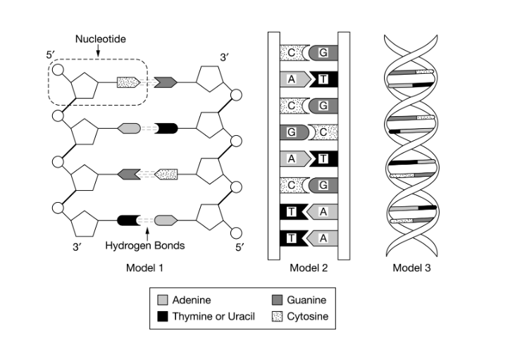 <p>A student wants to modify model 1 so that it represents an double helix instead of a double helix. Of the following possible changes, which would be most effective in making model 1 look more like than ?</p><p>A) Changing the sequence of the base pairs</p><p>B) Changing the deoxyriboses to riboses by adding -OH groups</p><p>C) Changing the shapes of the nitrogenous bases to match those shown in model 2</p><p>D) Changing the sugar-phosphate backbone to a ribbon, as shown in model 3</p>