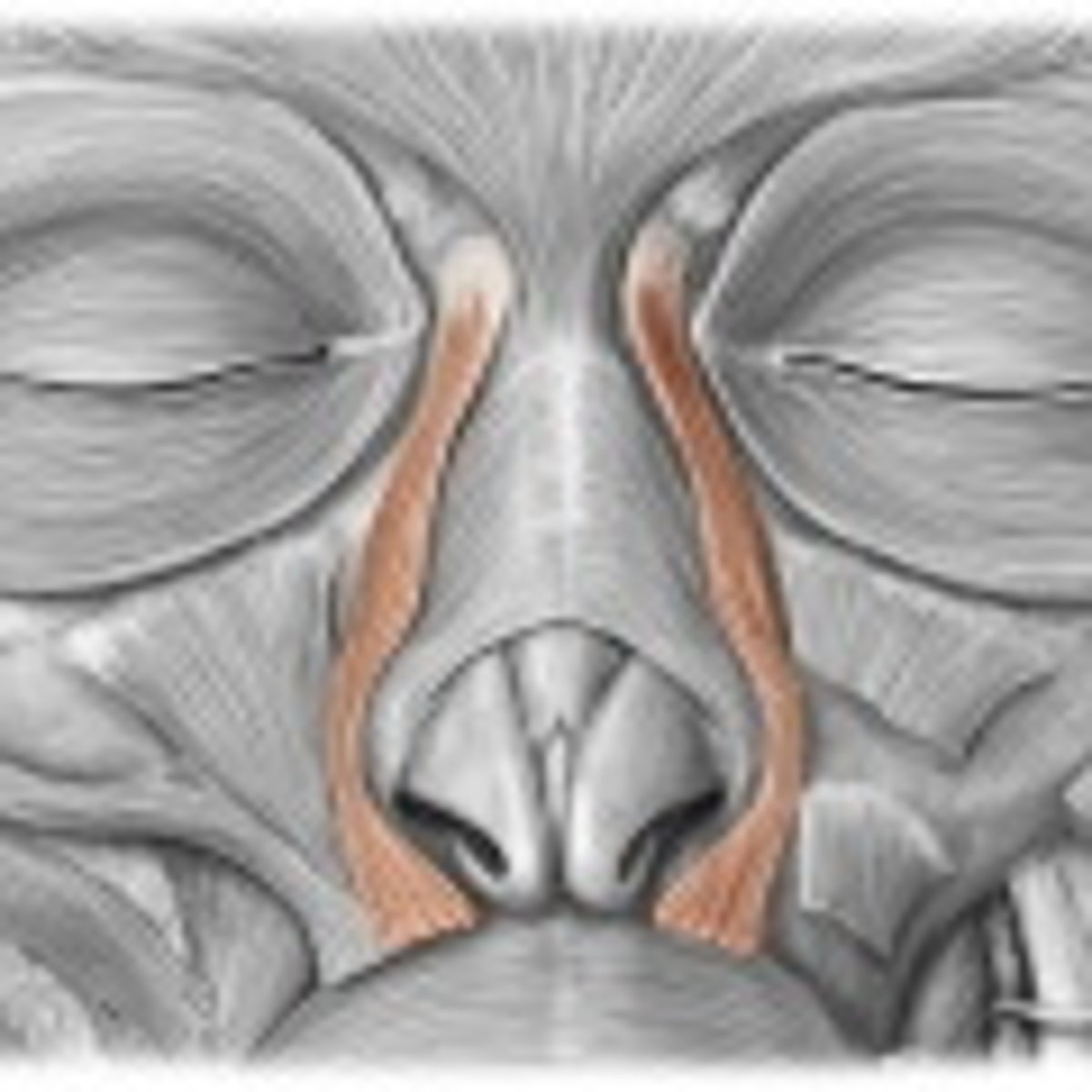 <p>elevates upper lip</p><p>O: zygomatic bone and maxilla</p><p>I: skin of upper lip</p>