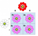 <p>expression of two contrasting alleles such that the heterozygous individual displays an intermediate phenotype</p><ul><li><p>blending of alleles is expressed </p></li></ul><p></p>