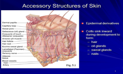<ul><li><p>Derived from the stratum basale of the epidermis, but reside in the dermis (where they can get nutrients)</p></li></ul><p></p>