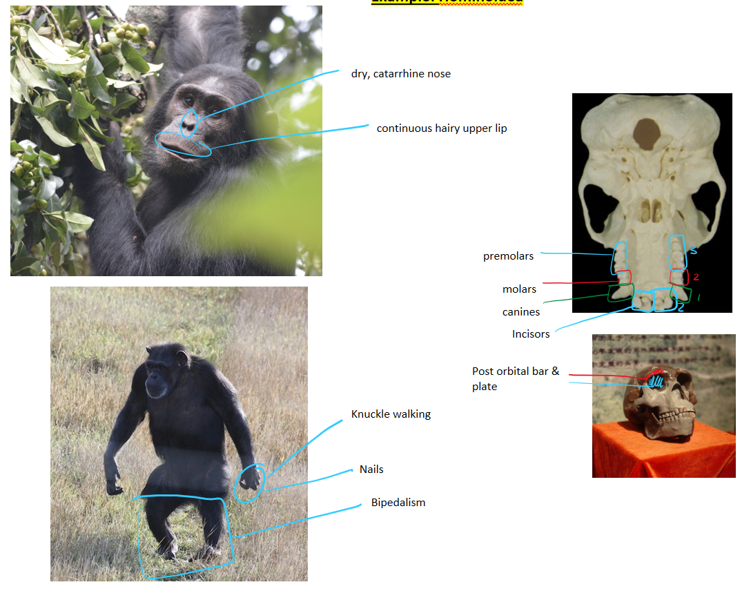 <ul><li><p>knuckle walking or bipedal</p></li><li><p>body hair sparse</p></li><li><p>found/originated in Africa</p></li></ul><p></p>