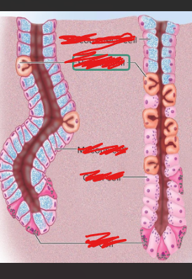 <p>which cells are which (left is pyloric and right is gastric gland)<br>blue, light pink, dark pink, orange <br></p>