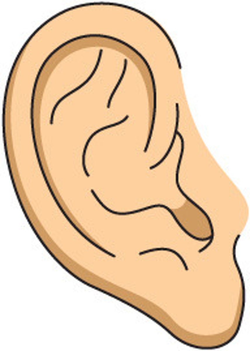 <p>the ear</p>