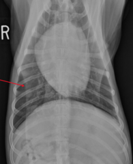 <p>ID the lesion</p>