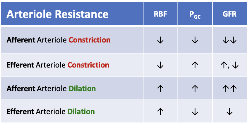 <p>What happens to renal blood flow (RBF) when the afferent arteriole constricts?</p>