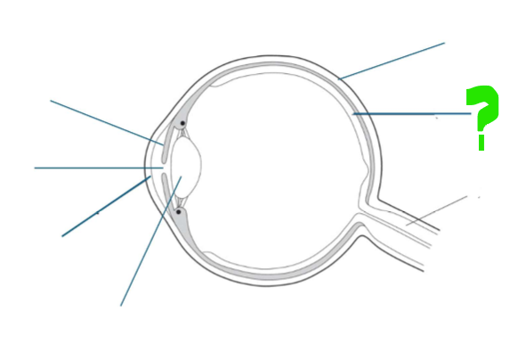 <p>What is this part of the eye?</p>