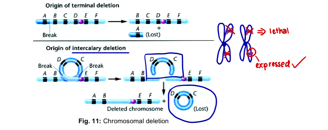 <ol><li><p><mark data-color="yellow" style="background-color: yellow; color: inherit;">Deletion</mark></p></li></ol><ul><li><p>when a chromosome breaks in one or more places, and a <u>portion of it is lost</u>, the missing piece is referred to as <strong>deletion</strong></p></li><li><p>deletion can occur <u>near one end or from the interior </u>of the chromosome —><strong> terminal or intercalary deletions</strong></p></li><li><p>effect of a deletion is profound, in which the <u>genotype is altered</u> due to the <u>absence</u> of certain <u>gene loci</u></p></li><li><p>if a deletion affects the<u> same gene loci on </u><strong><u>both</u></strong><u> homologous chromosomes</u>, the effect is usually <strong><u>lethal</u></strong></p></li><li><p>if <u>only </u><strong><u>one</u></strong> of a homologous pair of chromosomes is affected, the effect on the phenotype is that the alleles on the <u>non-deficient homologous </u>will be <u>expressed</u>, even if recessive</p></li></ul><p></p>