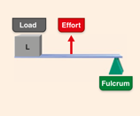 <p>Tweezers, foreceps, most skeletal muscles</p><ul><li><p>Effort is applied between fulcrum and load</p></li><li><p>Ex. effort exterted on proximal radius of forearm, fulcrum is elbow joint, load is hand and distal forearm</p></li><li><p>Mechanical disadvantage (ideal for fast, large movements</p></li></ul><p></p>
