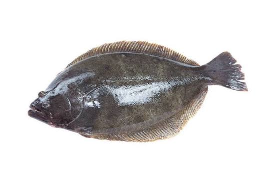 <p>flatfish</p>