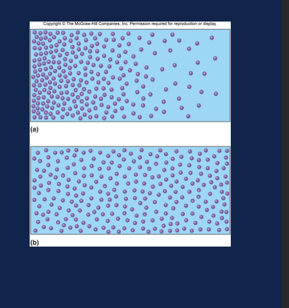 <p>What does equilibrium mean in this diffusion figure?</p>