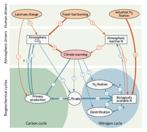 <ul><li><p>Influence primary productivity</p></li><li><p>Nitrogenous compounds impact climate warming</p></li><li><p>How phosphorus and nitrogen cycles respond to climate change is unclear</p></li></ul><p></p>