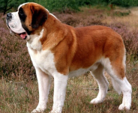 <p>welk type hond is dit</p>