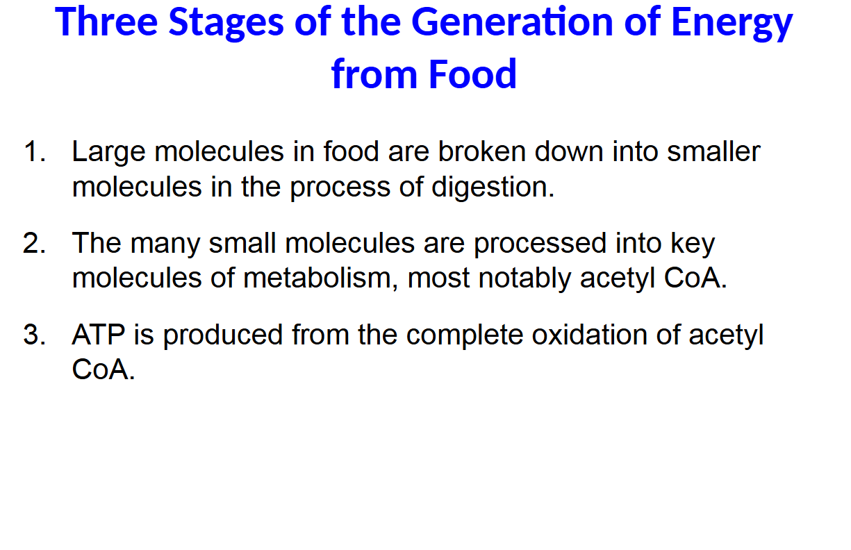 <p>1.Large molecules in food are broken down into smaller molecules in the process of digestion.</p><p>2. The many small molecules are processed into key molecules of metabolism, most notably acetyl CoA.</p><p>3. ATP is produced from the complete oxidation of acetyl CoA.</p>