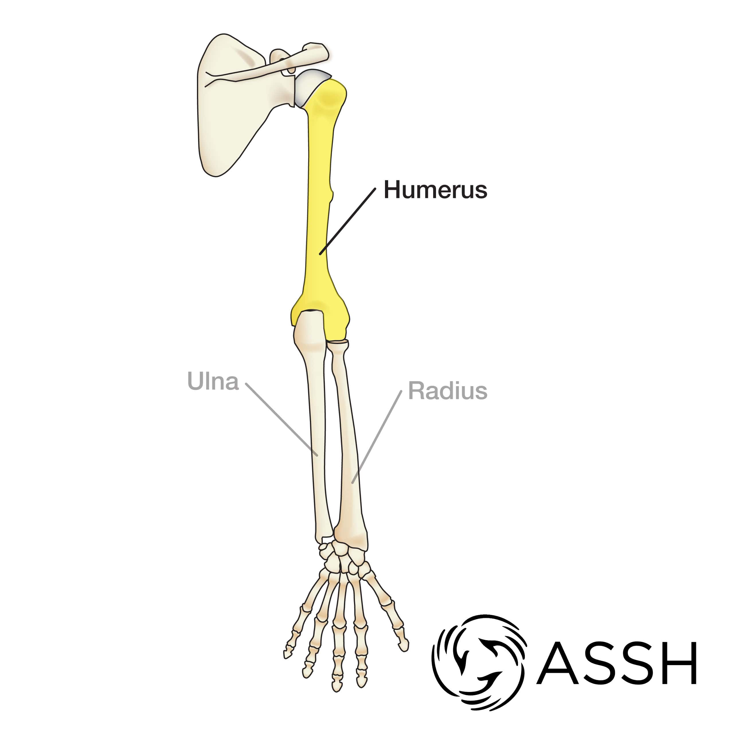 <p>What part of the bone of (Upper-Limb)?</p>