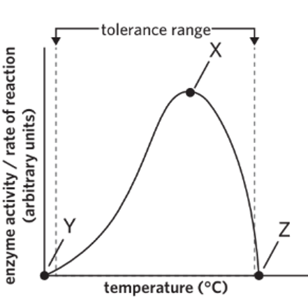 <p>What occurs at Y</p>