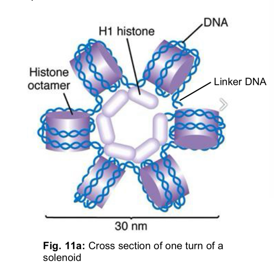 <ol><li><p>Nucleosomes packing process involves <mark data-color="yellow" style="background-color: yellow; color: inherit;">a molecule of DNA coiled around an octamer of histone proteins</mark>, two each of histones H2A, H2B, H3 and H4</p></li></ol><ul><li><p><strong>histones</strong> are small proteins with a high concentration of <strong>positively-charged residues</strong> e.g. <u>lysine</u> and <u>arginine</u>, which form <strong>ionic bonds </strong>with the <strong>negatively-charged sugar-phosphate backbone </strong>of<strong> </strong>DNA</p></li><li><p><strong>histones</strong> assemble into an <strong>octomer</strong> (8 histones) to form a core upon which 146 base pairs of DNA is bound</p></li><li><p>double-stranded <strong>DNA</strong> is coiled around the <strong>histone</strong> core, forming a <strong>nucleosome core </strong>(gives chromatin a ‘beads-on-a-string’ look</p></li><li><p>completed chromatin subunit consists of the <strong>nucleosome core</strong>, the <strong>linker DNA </strong>and the associated non-histone chromosomal proteins</p></li></ul><ol start="2"><li><p><mark data-color="blue" style="background-color: blue; color: inherit;">Multiple nucleosomes </mark>are packed together to <mark data-color="blue" style="background-color: blue; color: inherit;">produce the 10-nm chromatin fibre also known as nucleosome fibre</mark></p></li></ol><p></p><p></p>