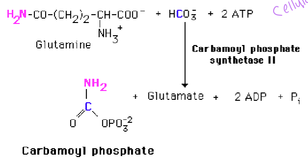 <p>glutamine and bicarbonate and + ATP - uses glutamine as an N-donor and occurs in the cytoplasm as opposed to CPSI that functions in urea synthesis and uses in ammonia and occurs in the mitochondria </p>