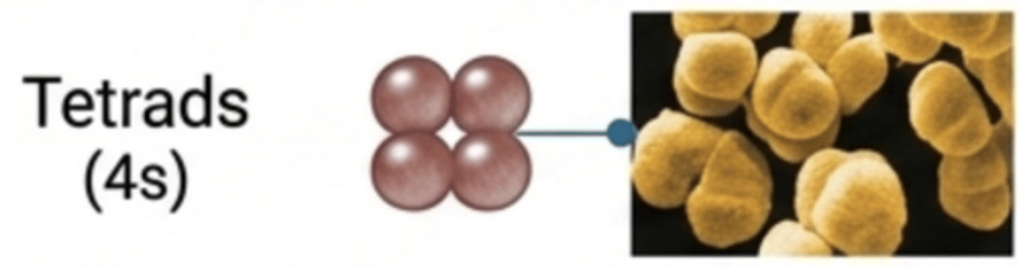 <p>Groups of four cocci.</p>