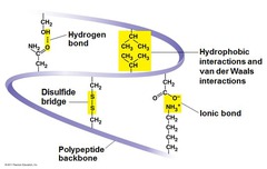<p>At the ________ level of protein structure, various chemical associations in precise regions of a polypeptide cause it to fold into a 3D shape that will determine its function.</p>